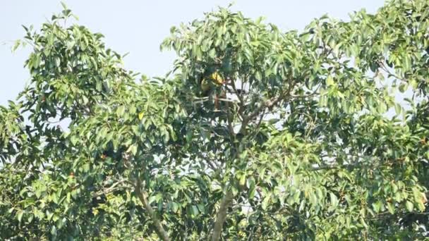 Hornbill Grande Masculino Buceros Bicornis Forrageando Fruta Árvore Banyan Floresta — Vídeo de Stock