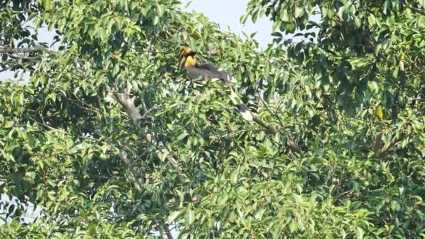 Man Grote Neushoornvogel Buceros Bicornis Foerageert Banyan Boom Vrucht Het — Stockvideo