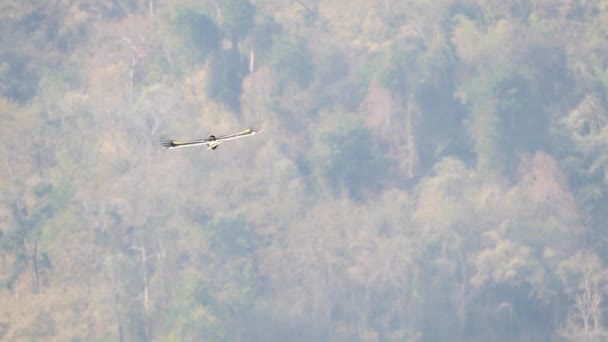 男子大角贝 Buceros Bicornis 在泰国卡奥伊国家公园 Khao Yai National Park Thailand Asia — 图库视频影像