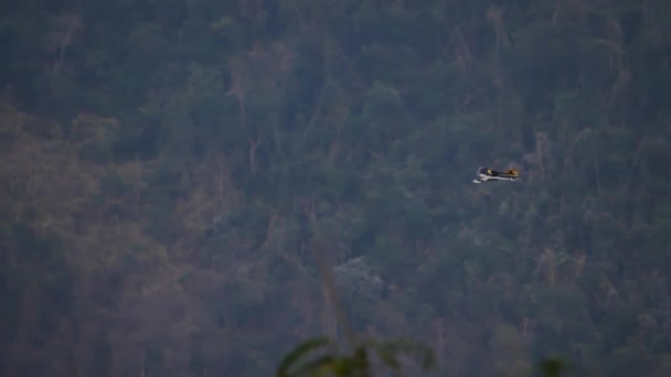 Man Grote Neushoornvogel Buceros Bicornis Vliegend Foerageren Het Bos Avonds — Stockvideo