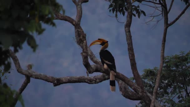 Hornbill Grande Macho Buceros Bicornis Empoleirado Árvore Floresta Noite Parque — Vídeo de Stock