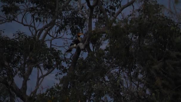 Male Great Hornbill Buceros Bicornis Perching Tree Forest Evening Khao — Stock Video