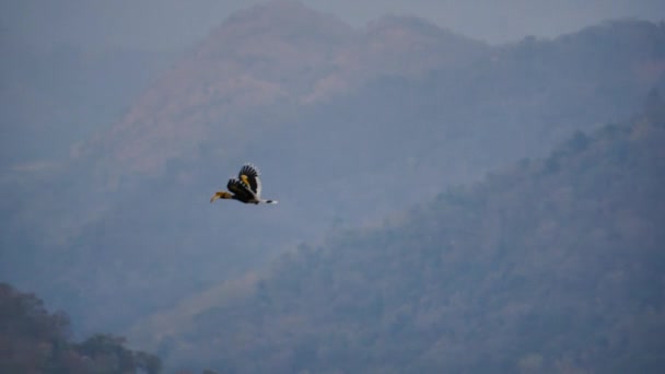 Männlicher Riesenhornvogel Buceros Bicornis Auf Nahrungssuche Wald Abends Khao Yai — Stockvideo