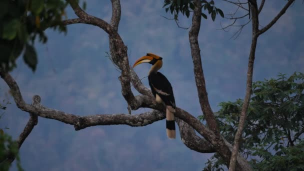 Grande Hornbill Masculino Buceros Bicornis Pousando Árvore Floresta Noite Parque — Vídeo de Stock