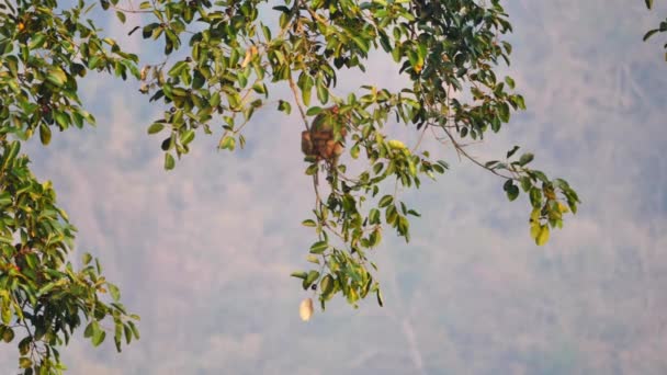 Monkeys Enjoy Eating Banyan Tree Fruit Forest Morning Sunshine Khao — Stock Video