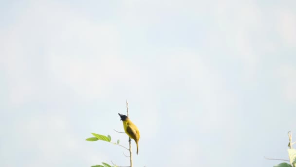 Чернохохлый Bulbul Pycnonotus Flaviventris Сидит Дереве Лесу Утренним Солнцем Национальном — стоковое видео