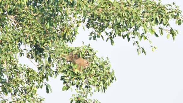 Macacos Gostam Comer Banyan Árvore Fruta Floresta Sol Manhã Parque — Vídeo de Stock