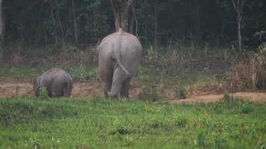 Fil sürüsünün yakınında Asya filleri ailesi akşam vakti Tayland 'daki Khao Yai Ulusal Parkı' nda tuz toprağı yerler. Yavaş Hareket