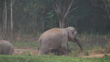 Fil sürüsünün yakınında Asya filleri ailesi akşam vakti Tayland 'daki Khao Yai Ulusal Parkı' nda tuz toprağı yerler. Yavaş Hareket