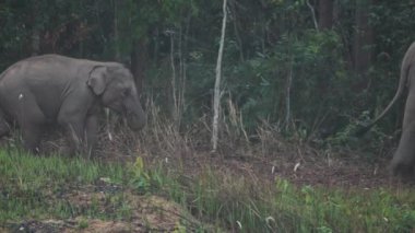 Fil sürüsünün yakınında Asya filleri ailesi akşam vakti Tayland 'daki Khao Yai Ulusal Parkı' nda tuz toprağı yerler. Yavaş Hareket