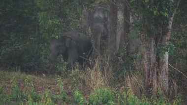 Vahşi Fil sürüsünün yakınında, Asya fil ailesi akşam vakti Tayland 'daki Khao Yai Ulusal Parkı' nda koşar. Yavaş Hareket