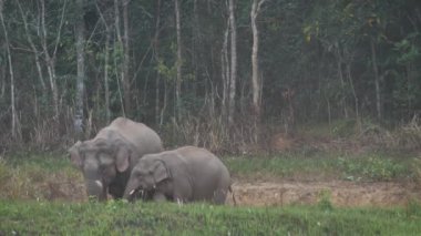 Fil sürüsünün yakınında Asya filleri ailesi akşam vakti Tayland 'daki Khao Yai Ulusal Parkı' nda tuz toprağı yerler. Yavaş Hareket