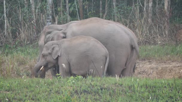 Close Van Olifantenkudde Familie Van Aziatische Olifanten Eten Zoute Grond — Stockvideo