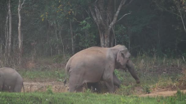 靠近大象群 亚洲象的家族在森林里吃盐土 傍晚时分 在泰国的Khao Yai国家公园 慢动作 — 图库视频影像