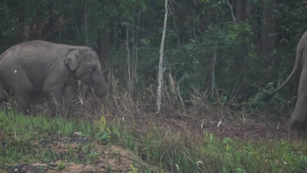 象の群れの近くで アジアゾウの家族は森の中で塩の土を食べるカオヤイ国立公園で夜にタイアジア スローモーション — ストック動画