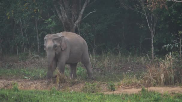 靠近大象群 亚洲象的家族在森林里吃盐土 傍晚时分 在泰国的Khao Yai国家公园 慢动作 — 图库视频影像
