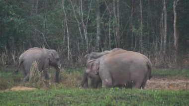 Fil sürüsünün yakınında Asya filleri ailesi akşam vakti Tayland 'daki Khao Yai Ulusal Parkı' nda tuz toprağı yerler. Yavaş Hareket