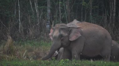 Fil sürüsünün yakınında Asya filleri ailesi akşam vakti Tayland 'daki Khao Yai Ulusal Parkı' nda tuz toprağı yerler. Yavaş Hareket