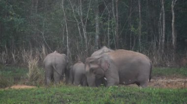 Fil sürüsünün yakınında Asya filleri ailesi akşam vakti Tayland 'daki Khao Yai Ulusal Parkı' nda tuz toprağı yerler. Yavaş Hareket