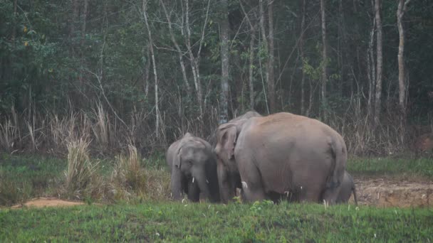 Großaufnahme Der Elefantenherde Familie Asiatischer Elefanten Frisst Salzboden Wald Abend — Stockvideo