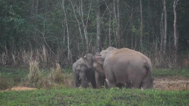 Close Elephant Herd Family Asian Elephants Eat Salt Soil Forest — Stock Video