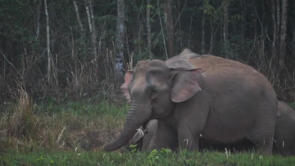 아시아 코끼리 가족은 코끼리 가까이에서 저녁이 공원에서 토양을 먹는다 — 비디오