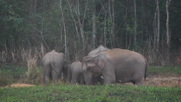 Close Elefante Rebanho Família Elefantes Asiáticos Comer Solo Salgado Floresta — Vídeo de Stock