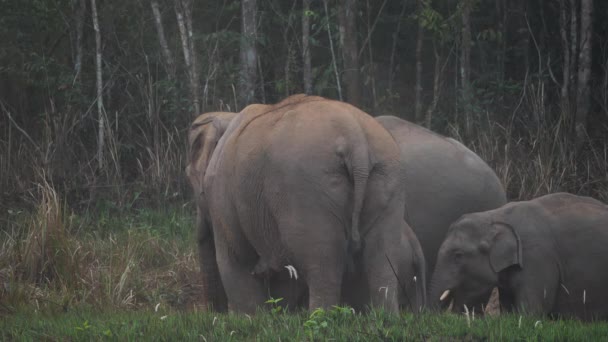 Close Elephant Herd Family Asian Elephants Eat Salt Soil Forest — Stock Video
