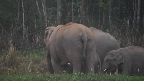 Close Elefante Rebanho Família Elefantes Asiáticos Comer Solo Salgado Floresta — Vídeo de Stock