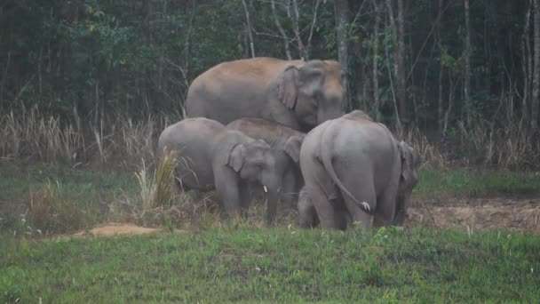 象の群れの近くで アジアゾウの家族は森の中で塩の土を食べるカオヤイ国立公園で夜にタイアジア スローモーション — ストック動画