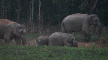 Fil sürüsünün yakınında Asya filleri ailesi akşam vakti Tayland 'daki Khao Yai Ulusal Parkı' nda tuz toprağı yerler. Yavaş Hareket