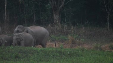 Fil sürüsünün yakınında Asya filleri ailesi akşam vakti Tayland 'daki Khao Yai Ulusal Parkı' nda tuz toprağı yerler. Yavaş Hareket