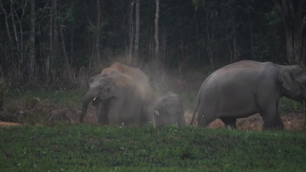 Lähikuva Elefanttilaumasta Aasialaisten Norsujen Perhe Syö Suolaa Metsässä Illalla Khao — kuvapankkivideo