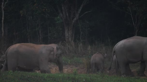 Close Elephant Herd Family Asian Elephants Eat Salt Soil Forest — Stock Video