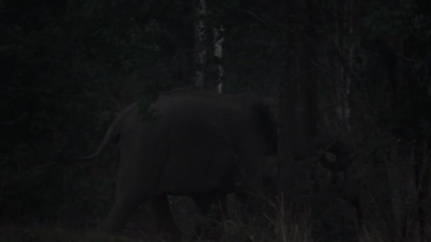 Close Wild Elephant Herd Family Asian Elephants Run Forest Evening — Stock Video