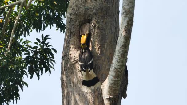Close Male Great Hornbill Buceros Bicornis Alimentando Seu Filhote Fêmea — Vídeo de Stock