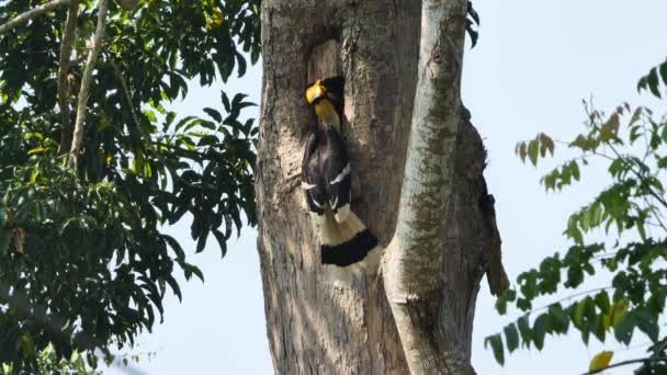 Close Male Great Hornbill Buceros Bicornis Alimentando Seu Filhote Fêmea — Vídeo de Stock