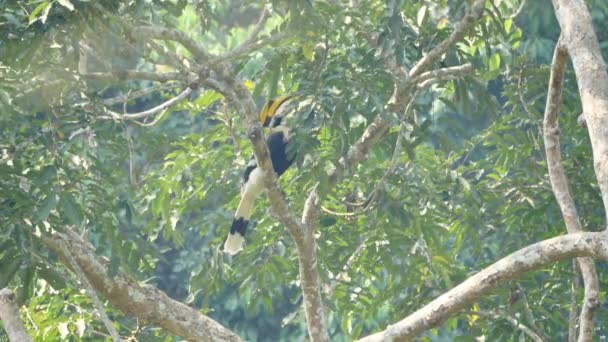 Fechar Masculino Grande Hornbill Buceros Bicornis Pousando Árvore Floresta Durante — Vídeo de Stock