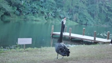 Tayland 'ın kuzeyinde Maehongson Eyaleti, Pang Ung Orman Çiftliği' nde akşam vakti siyah kuğu kanatları çırptı. Turistik yerler ve kamp doğayla iç içe..