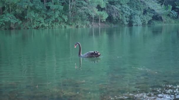 Schwarzer Schwan Über Dem See Abend Pang Ung Forestry Plantations — Stockvideo