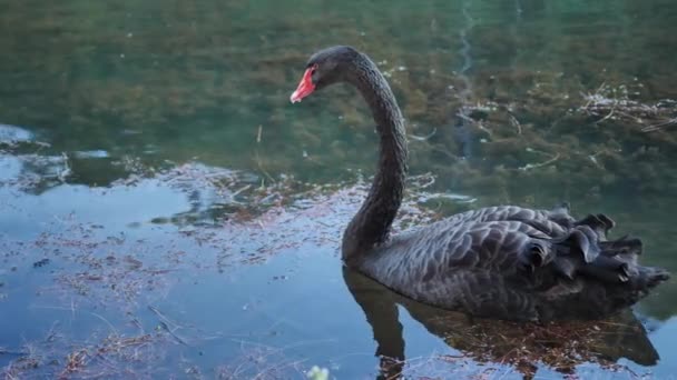 Cisne Negro Sobre Lago Por Noche Plantaciones Forestales Pang Ung — Vídeo de stock