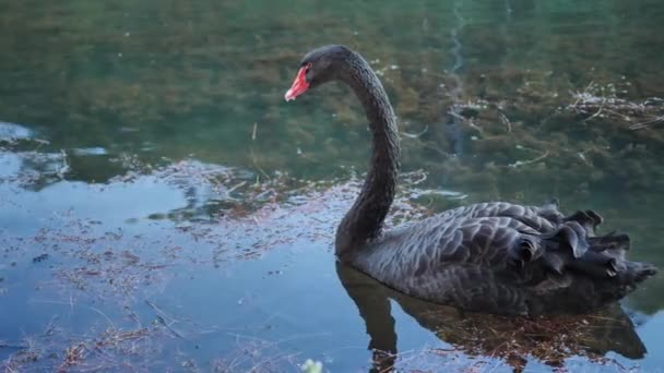 Zwarte Zwaan Het Meer Avond Pang Ung Bosbouw Plantages Maehongson — Stockvideo