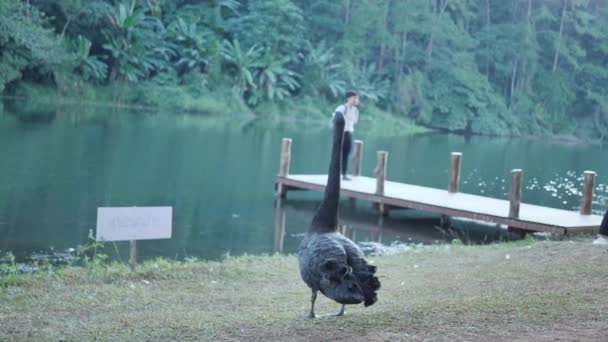 Černá Labuť Roztáhla Křídla Večerních Hodinách Pang Ung Forestry Plantations — Stock video