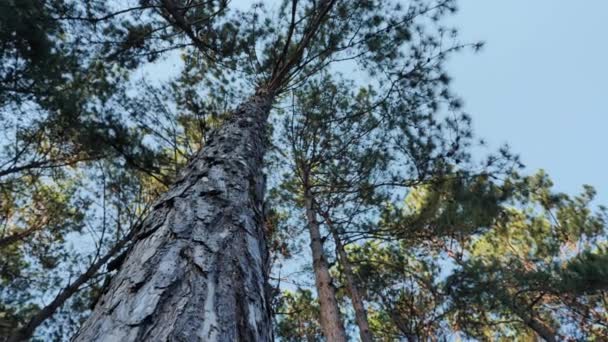 Utsikt Underifrån Många Tallar Och Blå Himmel Bakgrund Och Ljus — Stockvideo