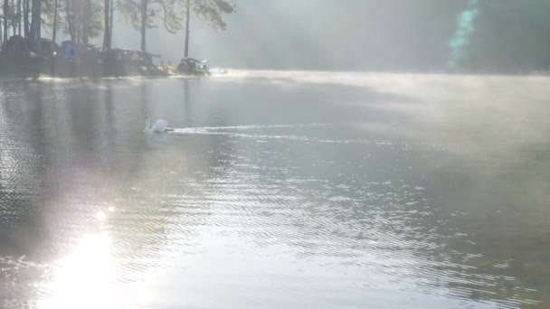 Cigno Bianco Sul Lago Mattino Luce Del Sole Piantagioni Forestali — Video Stock