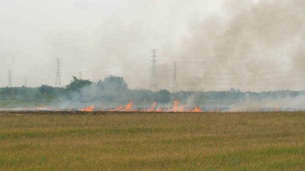 Membakar Ladang Untuk Polusi Gejala Pertanian Penyebab Kelahiran Polusi Udara — Stok Video