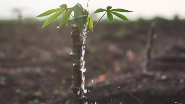 遅い散水での散水の動きは 朝の光と太陽の下で肥沃な土壌で成長する若い植物の木を育てることができます 天然資源の保全 木を植え 自然を守る — ストック動画