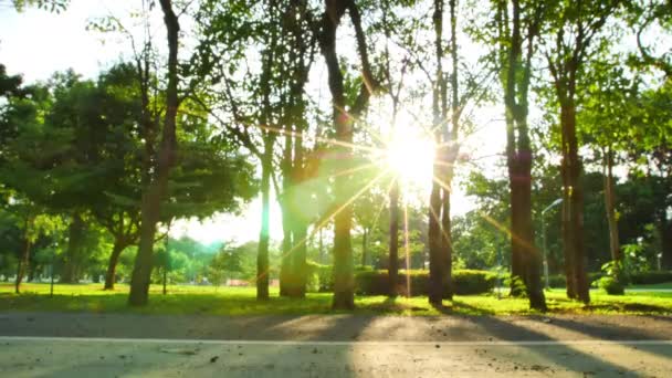 Park Park Hintergrund Baum Und Abendsonne — Stockvideo