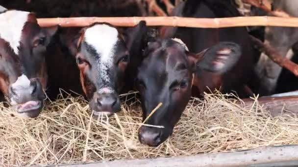 牛を閉じる農村部の農家の農場でわらを食べる 農業のための動物飼育動物 牧場の牛乳 — ストック動画