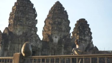 Phra Prang Sam Yot 'ta yaşayan maymunlar. Ünlü turist, Lop Buri Tayland' ın önemli turistik yerleri.